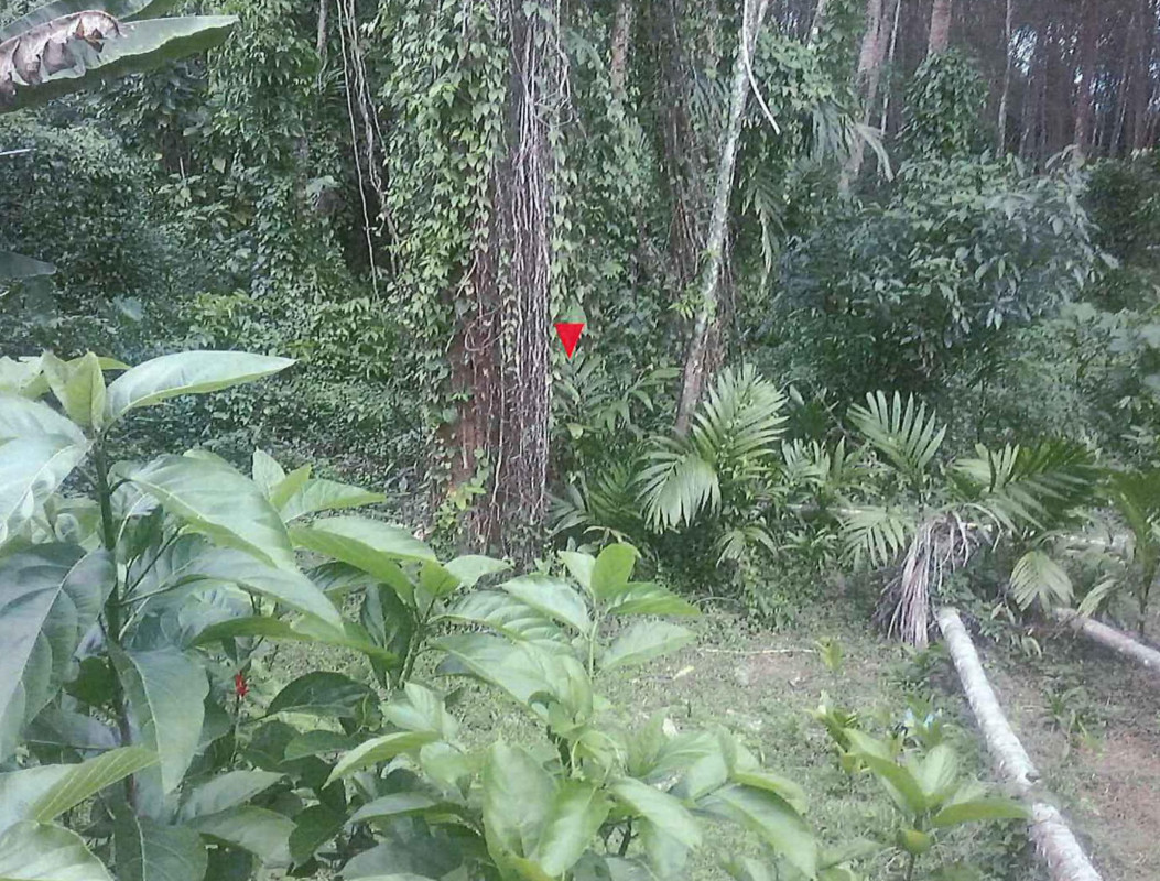 Residential land/lot Pattani Kapho Plong Hoi 11798