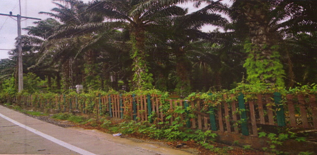 Residential land/lot Surat Thani Mueang Surat Thani Makham Tia 9928750