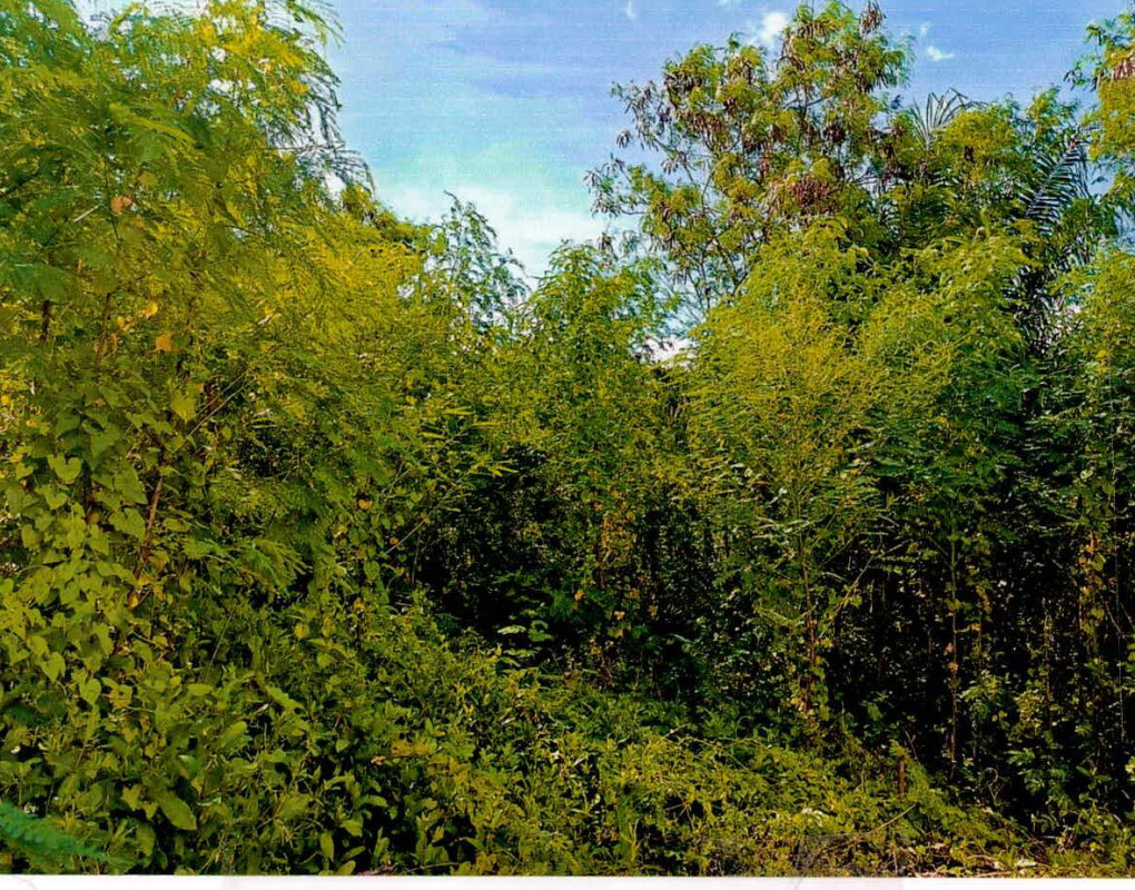 Residential land/lot Surat Thani Don Sak Chon Khram 250000