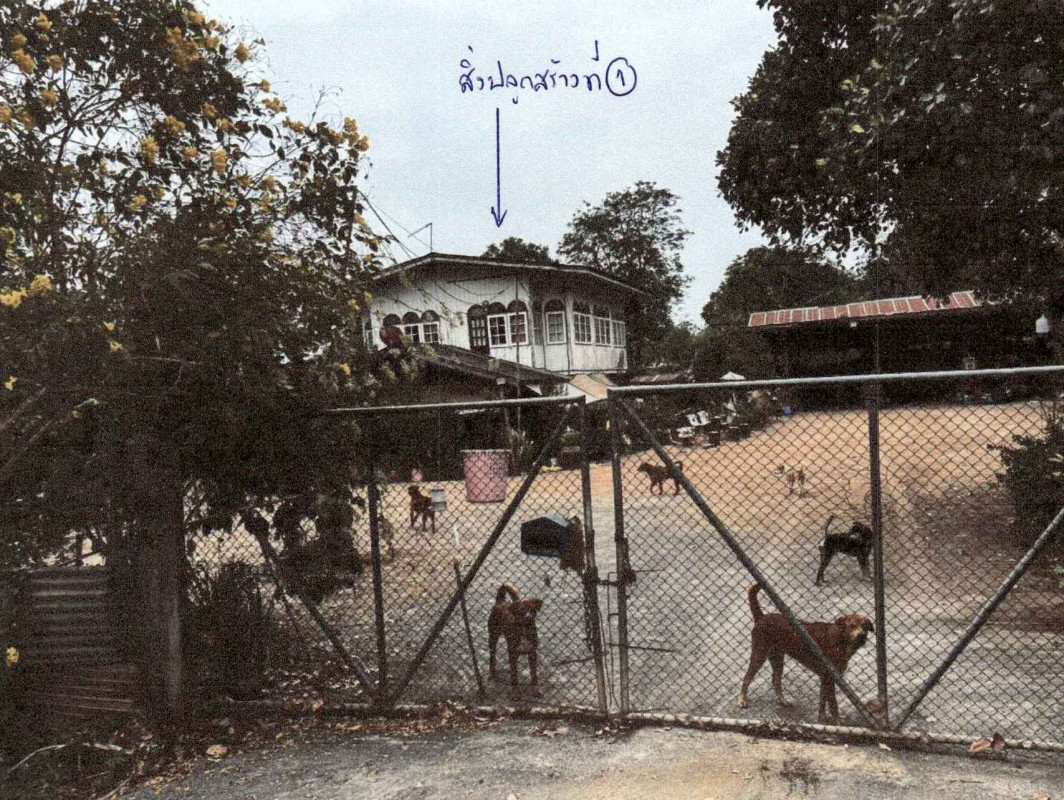 Single house Sukhothai Sawankhalok Nai Mueang 3256860