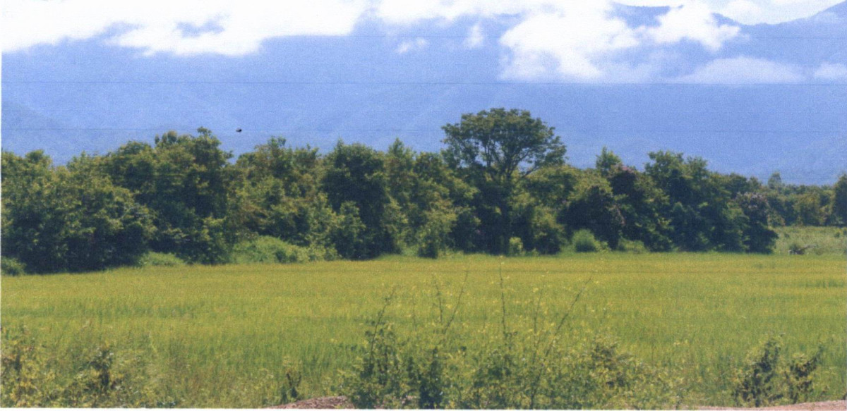 Residential land/lot Phrae Mueang Phrae Rong Fong 96000