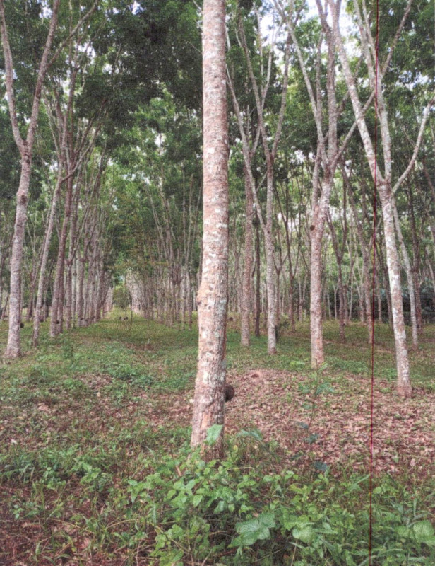 Residential land/lot Surat Thani Phunphin Bang Maduea 1631500
