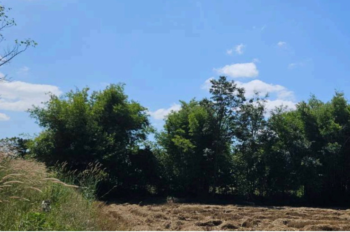 Residential land/lot Ubon Ratchathani Phibun Mangsahan Nong Bua Hi 105989