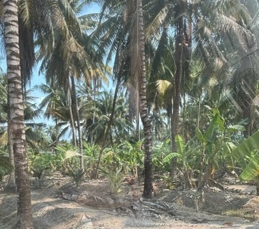 Residential land/lot Ratchaburi Damnoen Saduak Si Muen 3180320