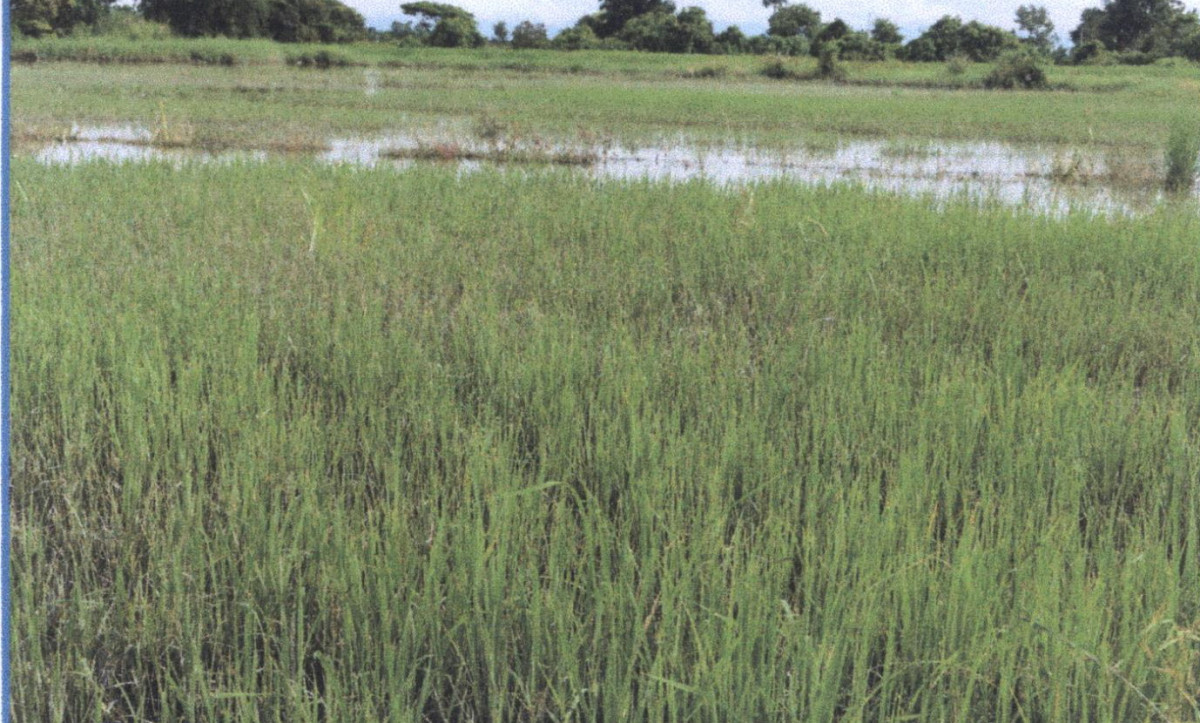 Residential land/lot Lampang Mueang Lampang Pong Saen Thong 164500