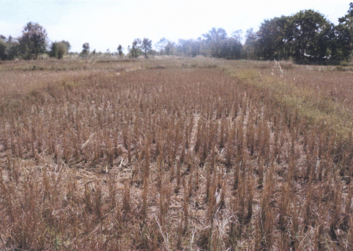 Residential land/lot Sakon Nakhon Sawang Daen Din Ban Thon 150000