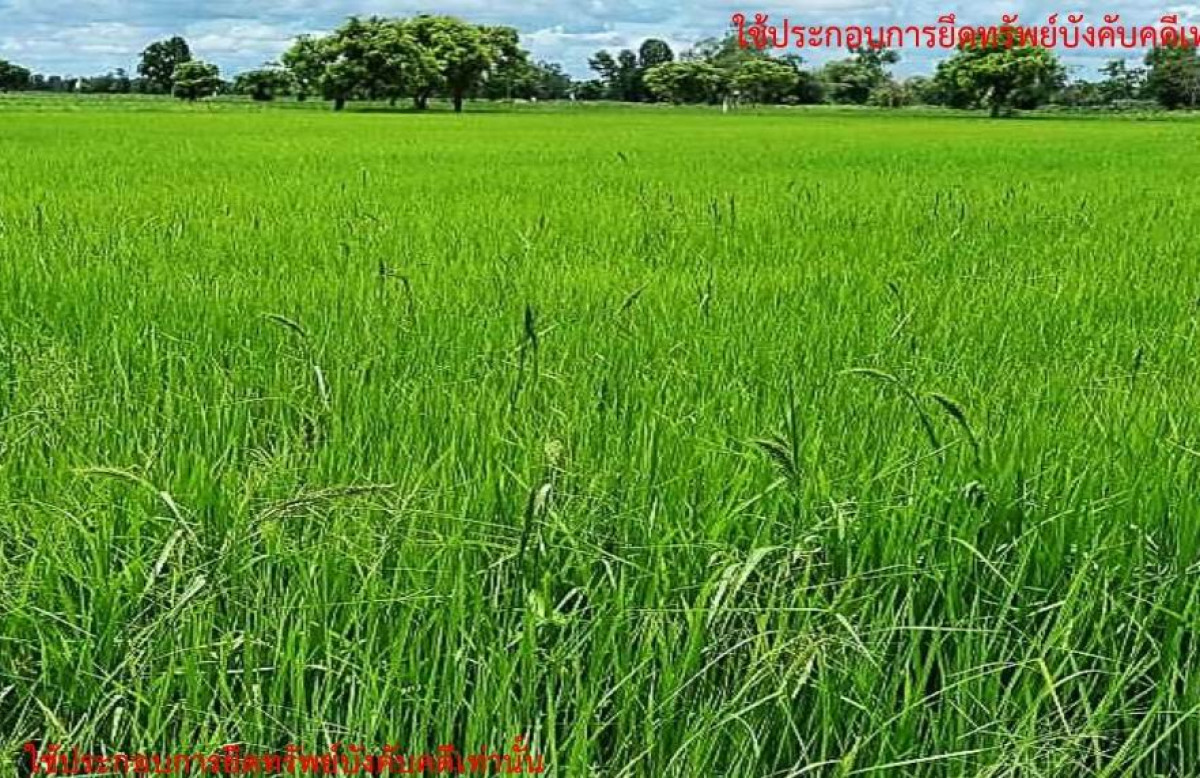 Residential land/lot Maha Sarakham Mueang Maha Sarakham Lat Phatthana 352000