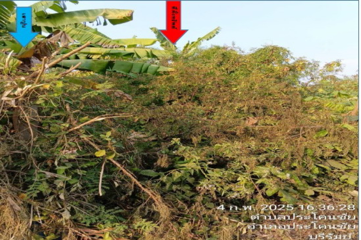 Residential land/lot Buri Ram Prakhon Chai Prakhon Chai 158100