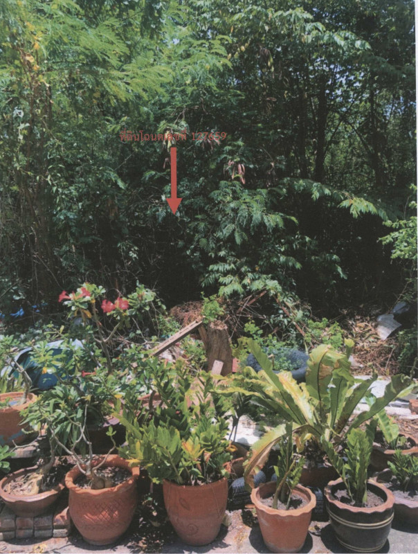 Residential land/lot Chon Buri Mueang Chon Buri Saen Suk 200000