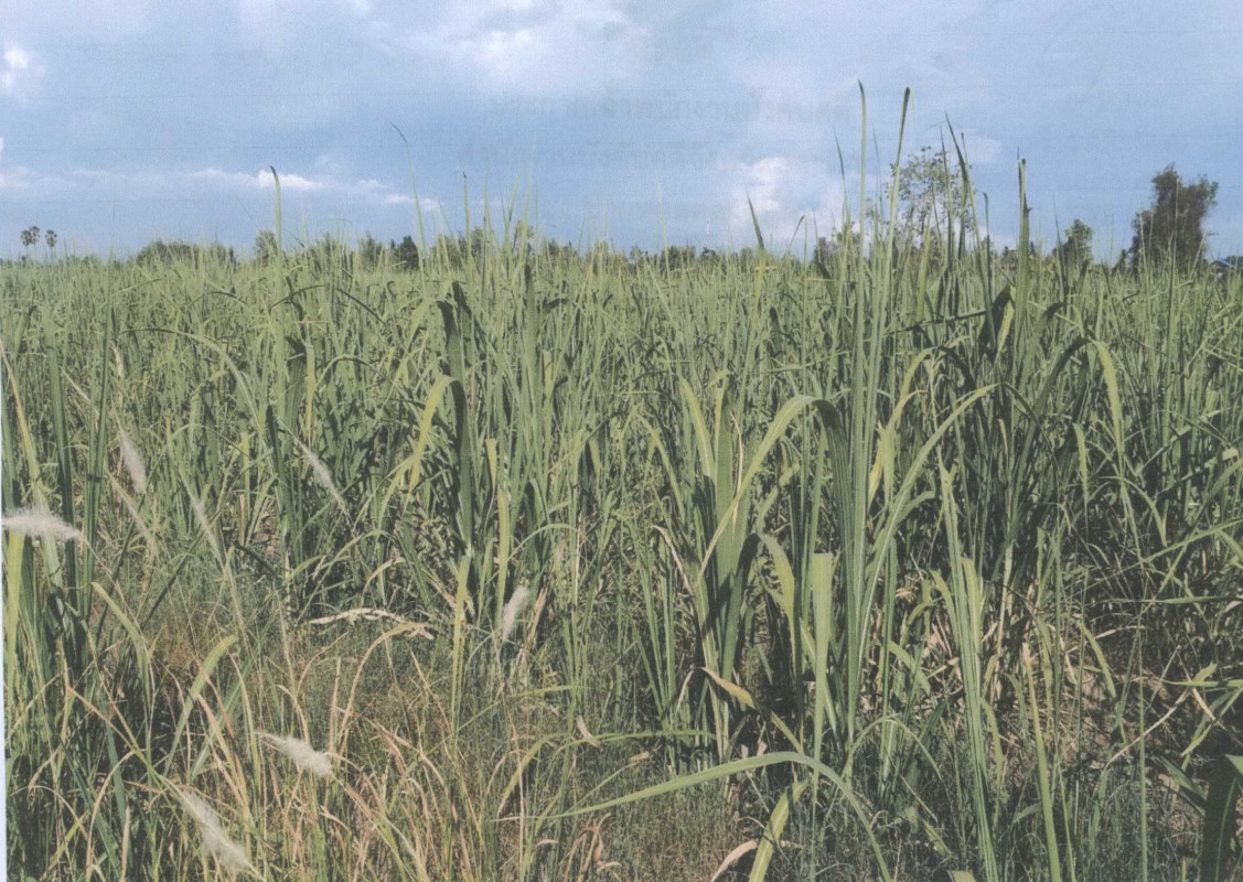 Residential land/lot Uttaradit Tron Khoi Sung 217960