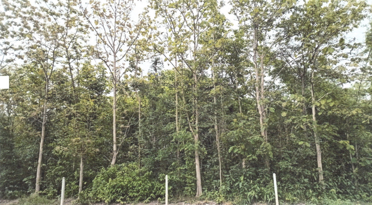 Residential land/lot Uttaradit Nam Pat Nam Khrai 254650