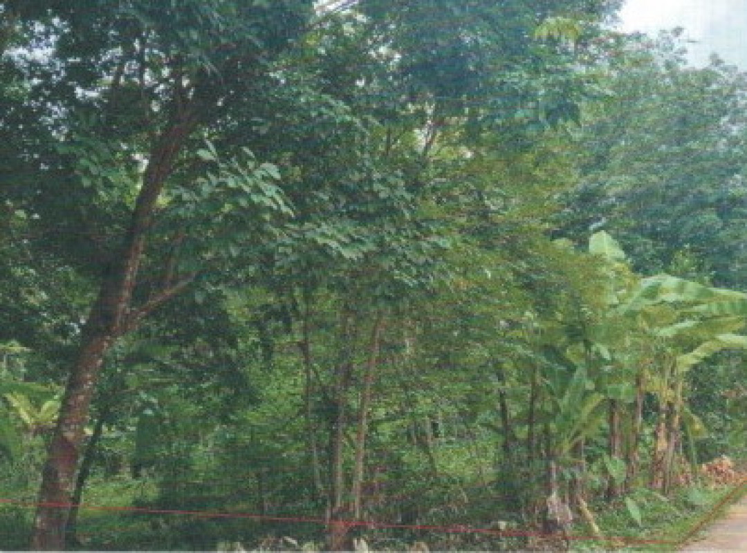Residential land/lot Ubon Ratchathani Buntharik Phon Ngam 383250