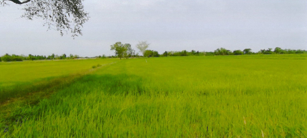 Residential land/lot Maha Sarakham Chiang Yuen Ku Thong 340000