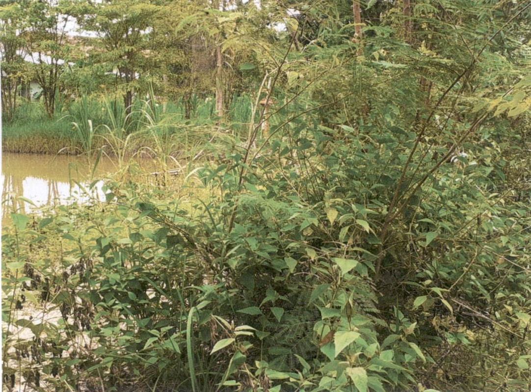 Residential land/lot Kalasin Na Khu Bo Kaeo 80700