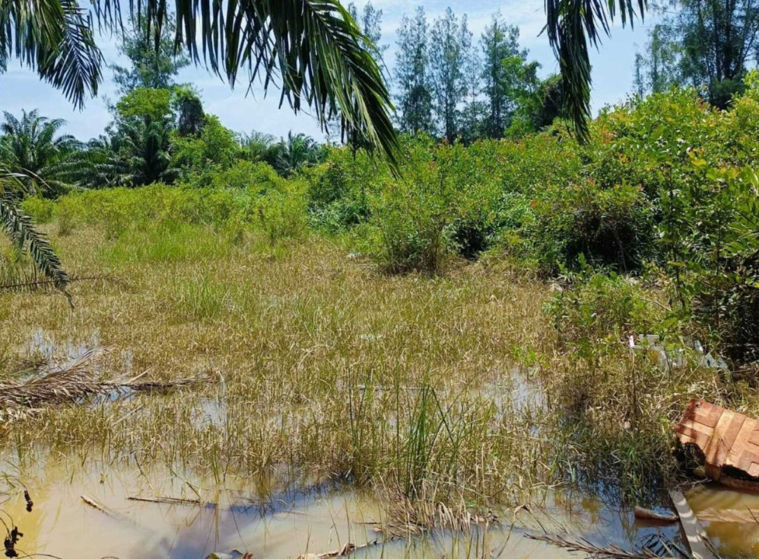 Residential land/lot Surat Thani Chaiya Samet 235800
