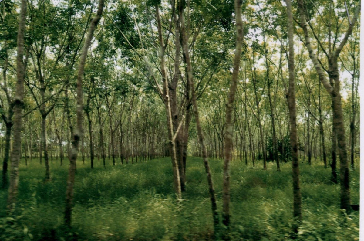 ที่ดินเปล่า สุราษฎร์ธานี วิภาวดี ตะกุกใต้ 677400