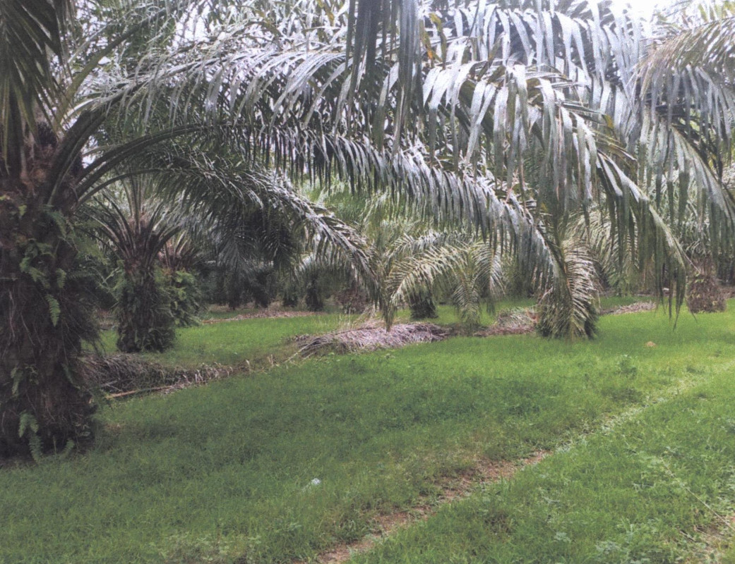 Residential land/lot Surat Thani Chaiya Mo Thai 403650