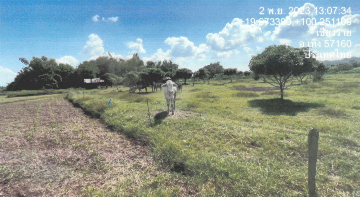 Residential land/lot Chiang Rai Thoeng Ngao 243980