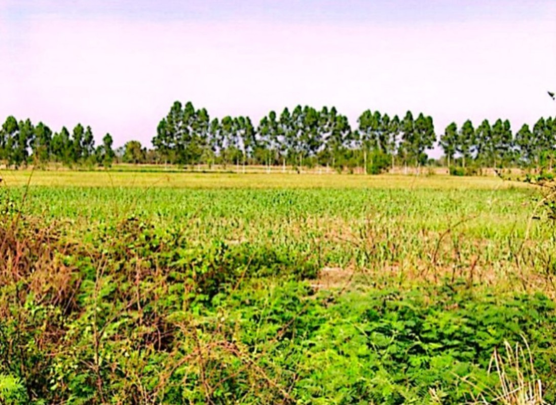 Residential land/lot Kamphaeng Phet Sai Ngam Phan Thong 1055120