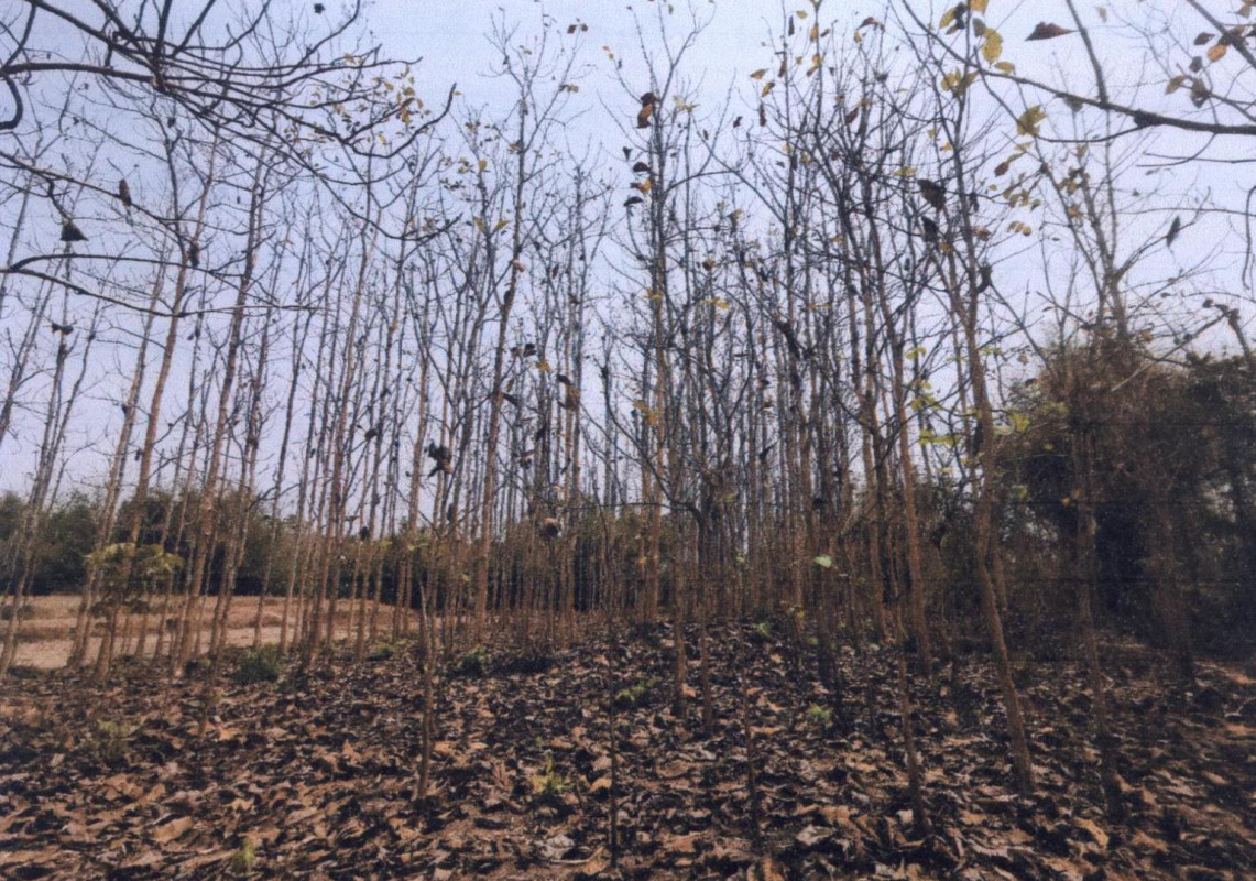 Residential land/lot Phrae Wang Chin Mae Koeng 383400