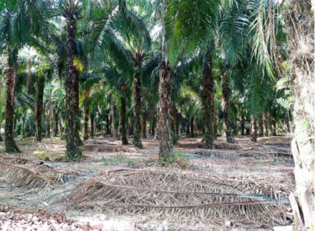 Residential land/lot Surat Thani Chaiya Wiang 990800