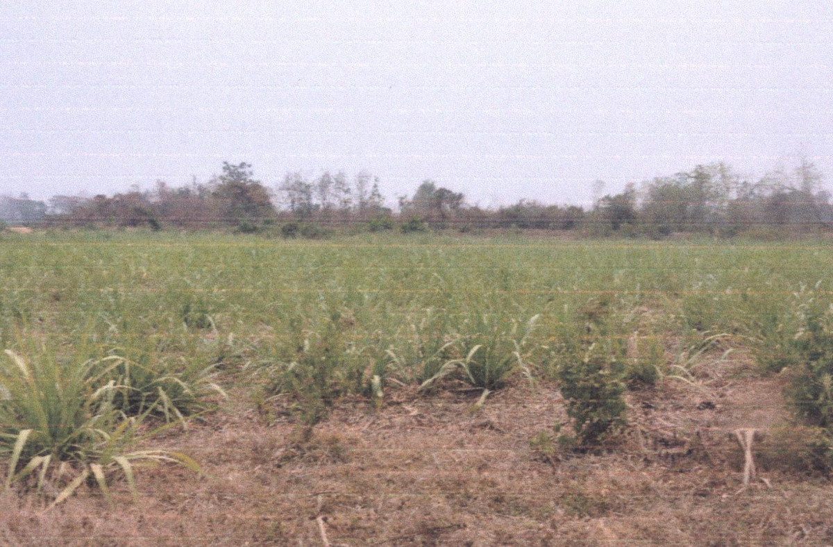 ที่ดินเปล่า แพร่ เมืองแพร่ เหมืองหม้อ 30200