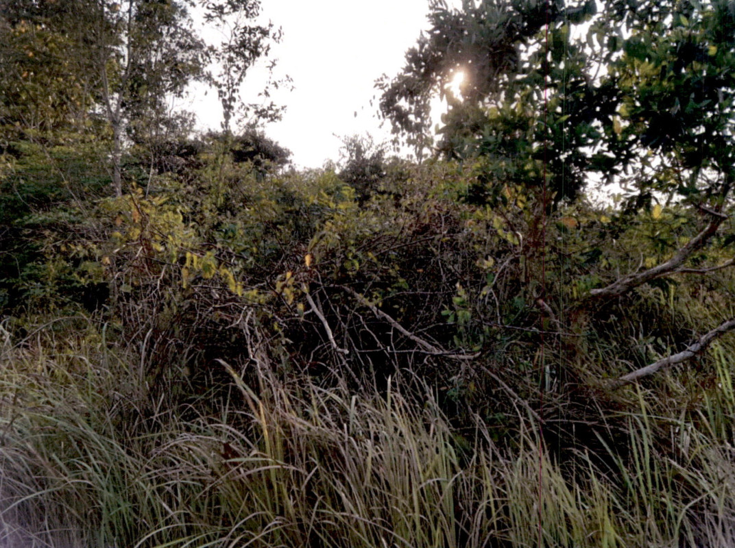 Residential land/lot Surat Thani Kanchanadit Thung Kong 100200