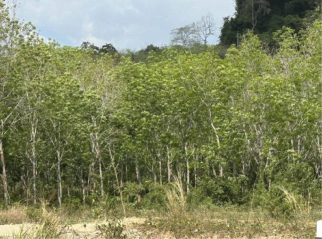 Residential land/lot Satun Khuan Kalong Khuan Kalong 568820