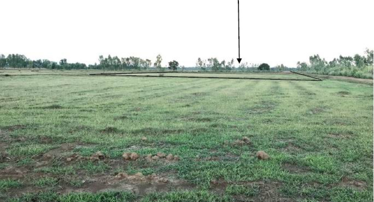 ที่ดินเปล่า บุรีรัมย์ พลับพลาชัย จันดุม 295575