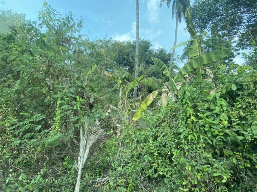 Residential land/lot Phetchabun Chon Daen Dong Khu 179760