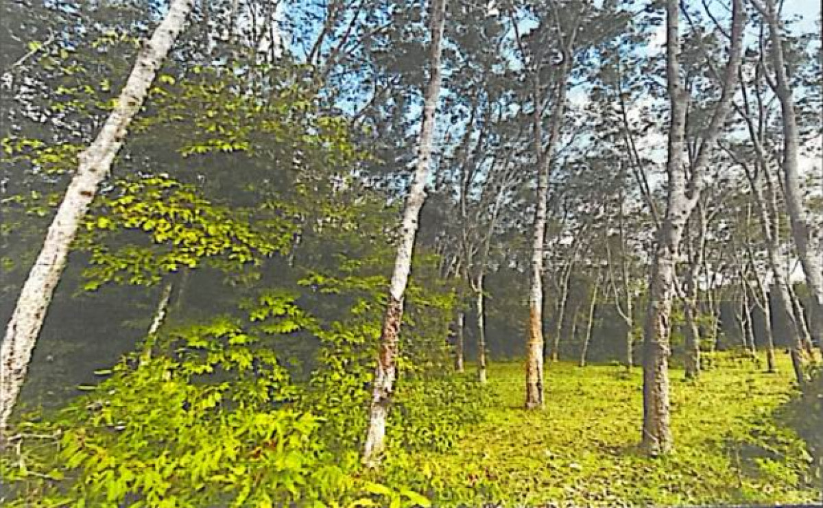 Residential land/lot Nakhon Si Thammarat Phrom Khiri Phrom Lok 518400