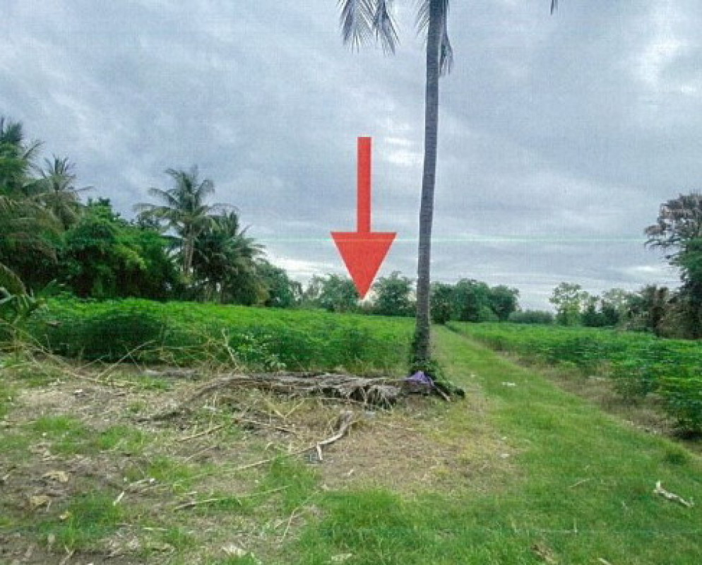 ที่ดินเปล่า กำแพงเพชร พรานกระต่าย ท่าไม้ 283968