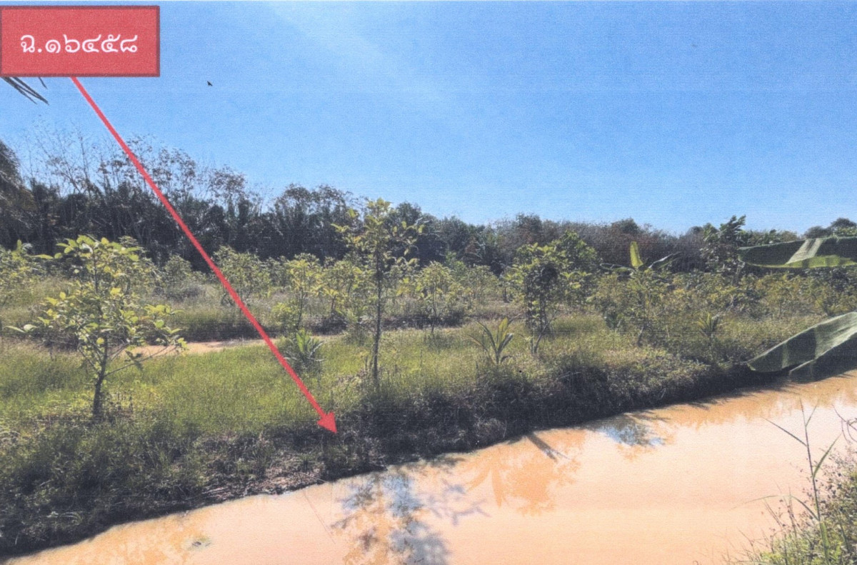 Residential land/lot Surat Thani Tha Chang Khao Than 467400