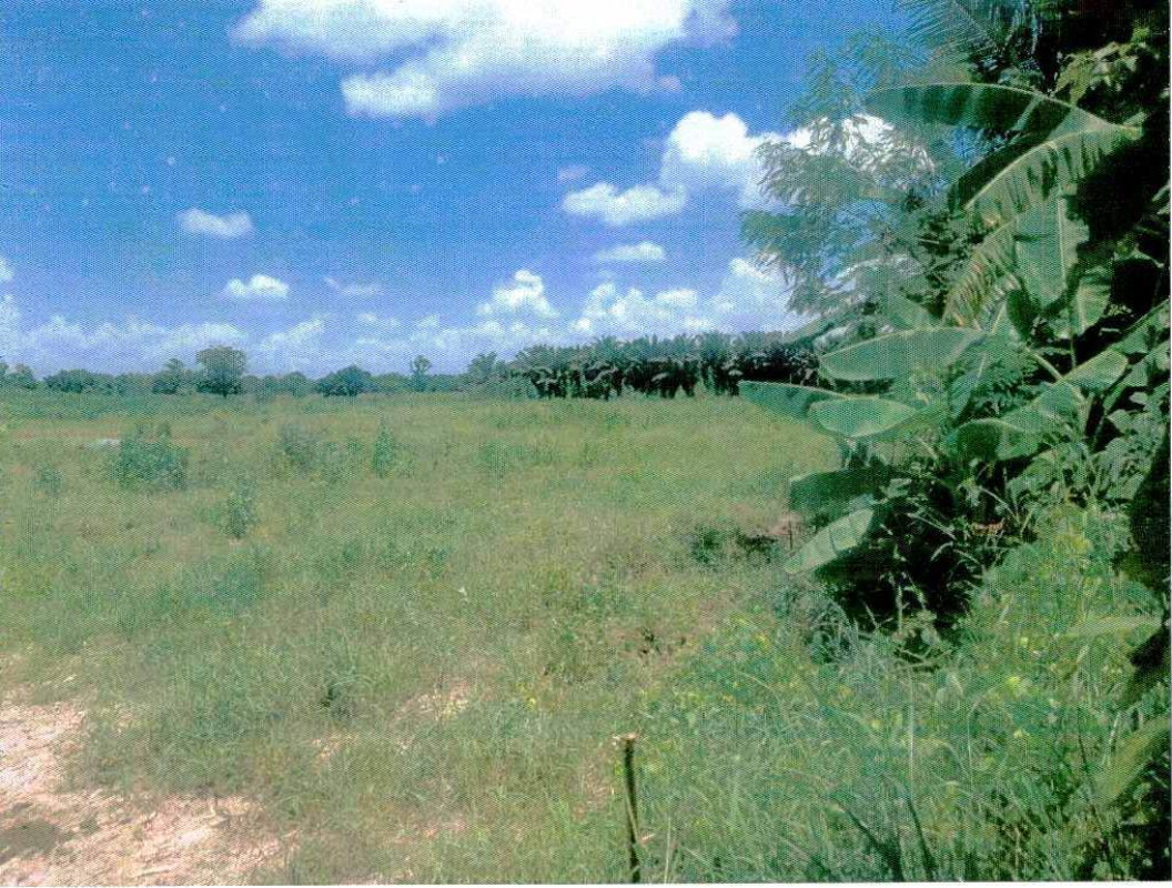 ที่ดินเปล่า หนองคาย ท่าบ่อ หนองนาง 126970