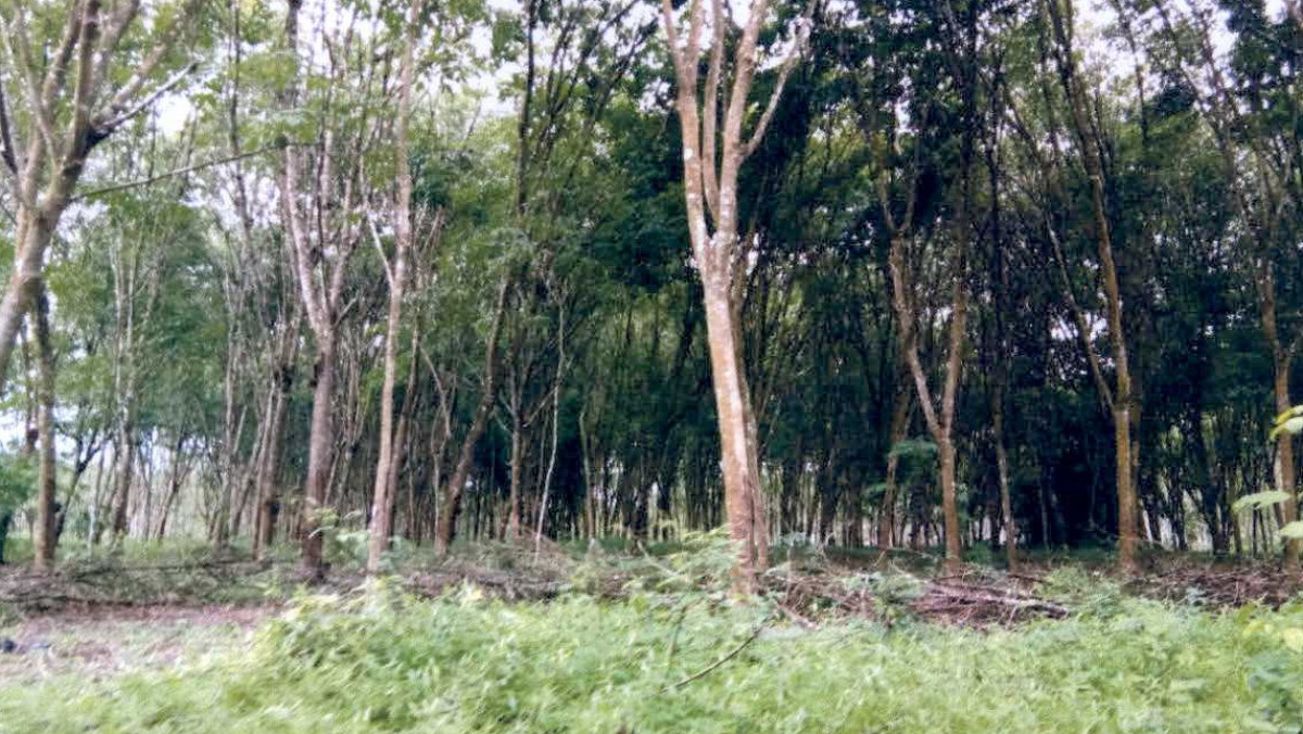Residential land/lot Nakhon Si Thammarat Tham Phannara Dusit 2327450