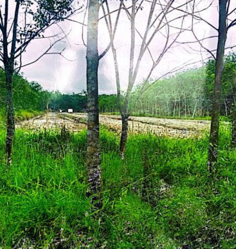 ที่ดินเปล่า นครศรีธรรมราช เมืองนครศรีธรรมราช ท่างิ้ว 2028466
