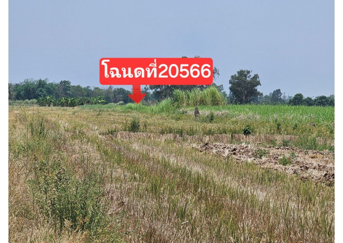 ที่ดินเปล่า สุโขทัย เมืองสุโขทัย ยางซ้าย 369460