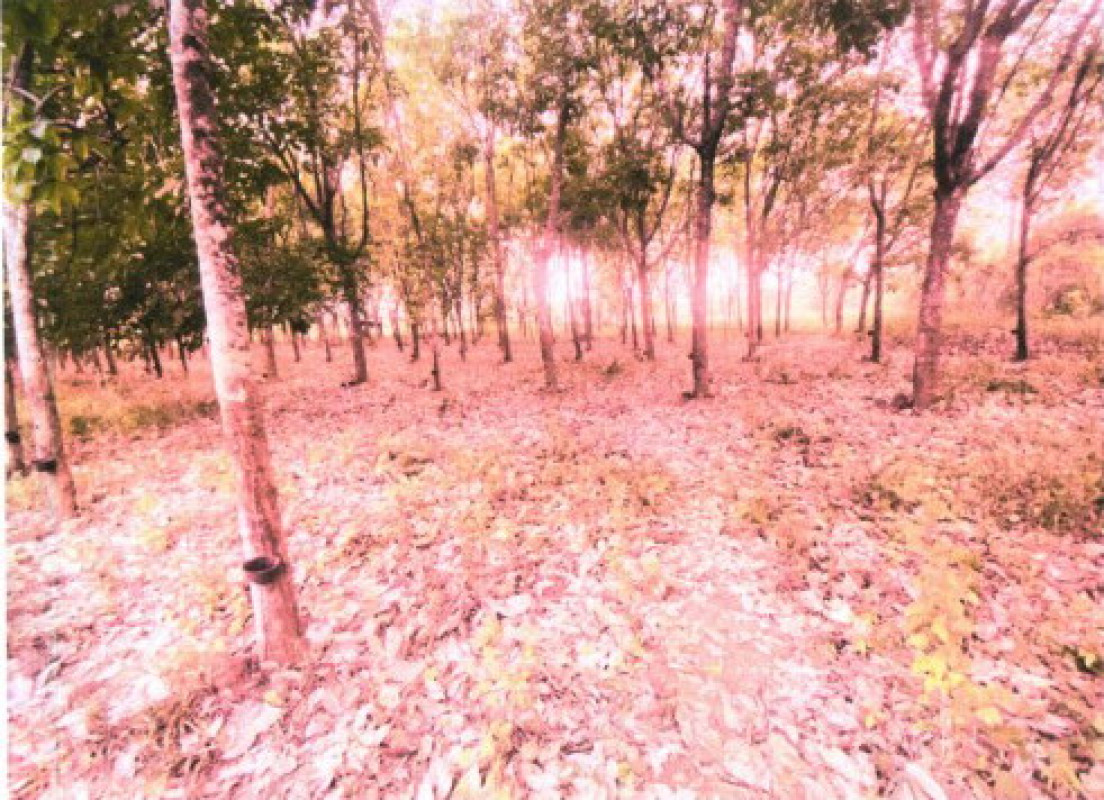 Residential land/lot Phetchabun Chon Daen Phutthabat 226840