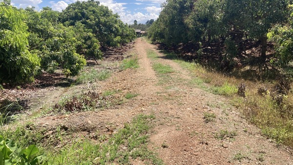 Residential land/lot Chiang Mai Mae Wang Don Pao 4000000