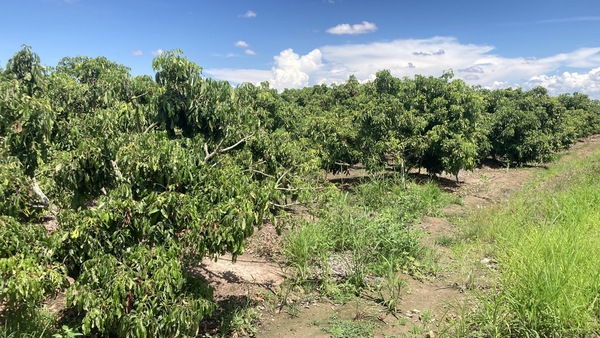 Residential land/lot Chiang Mai Mae Wang Don Pao 4000000