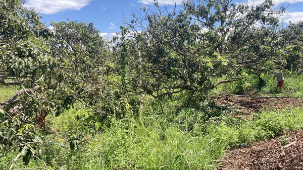 Residential land/lot Chiang Mai Mae Wang Don Pao 4000000