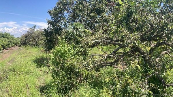 Residential land/lot Chiang Mai Mae Wang Don Pao 4000000