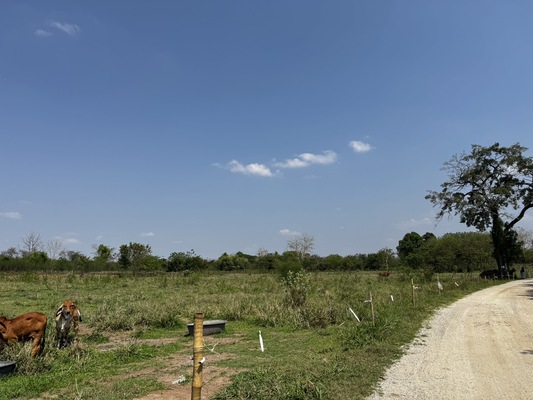 Residential land/lot Nakhon Ratchasima Pak Chong Khanong Phra 56000000