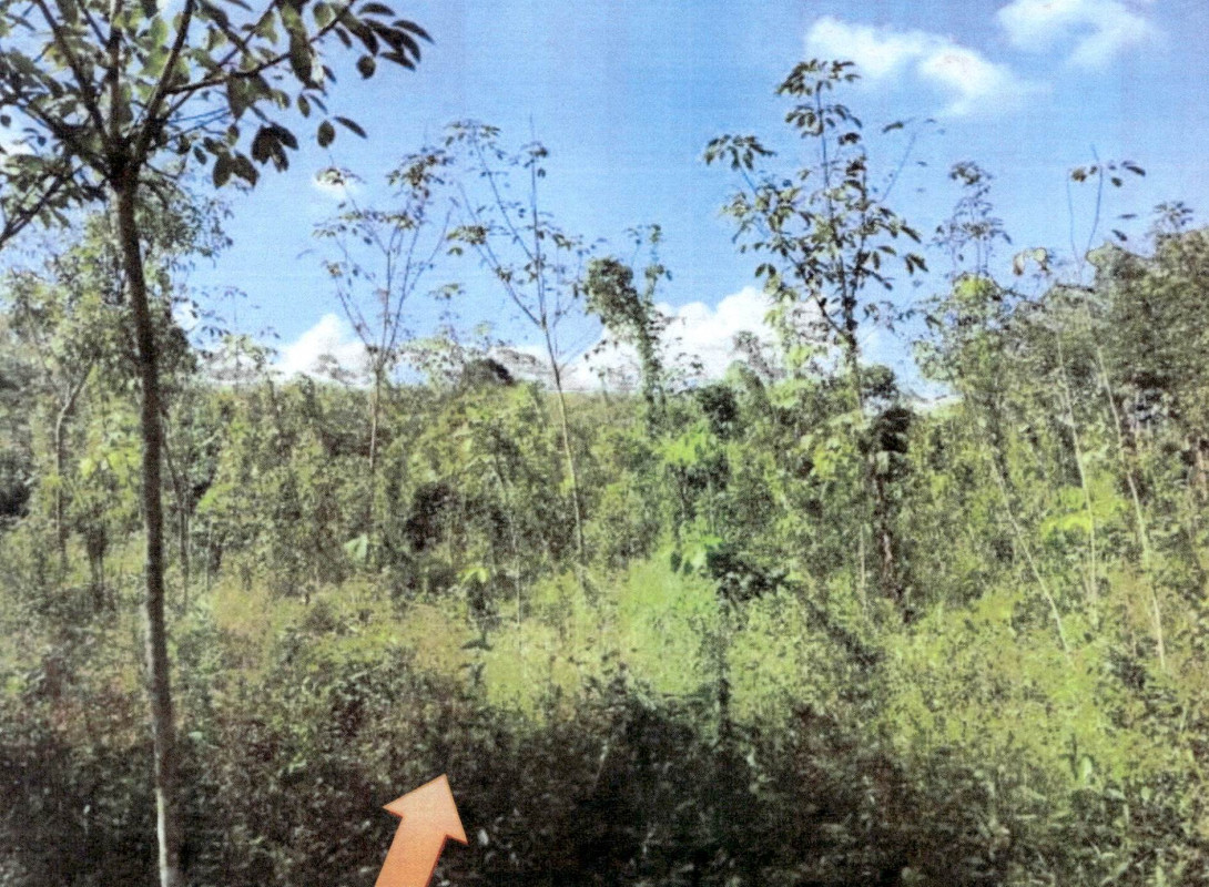 ที่ดินเปล่า สตูล ท่าแพ ท่าแพ 230360