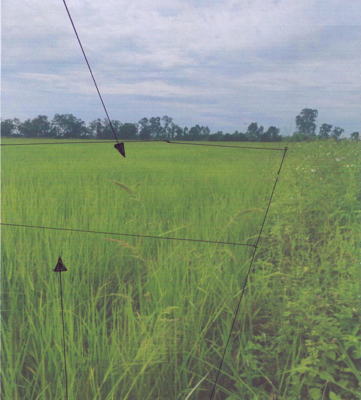 ที่ดินเปล่า เชียงราย พาน ทานตะวัน 169861