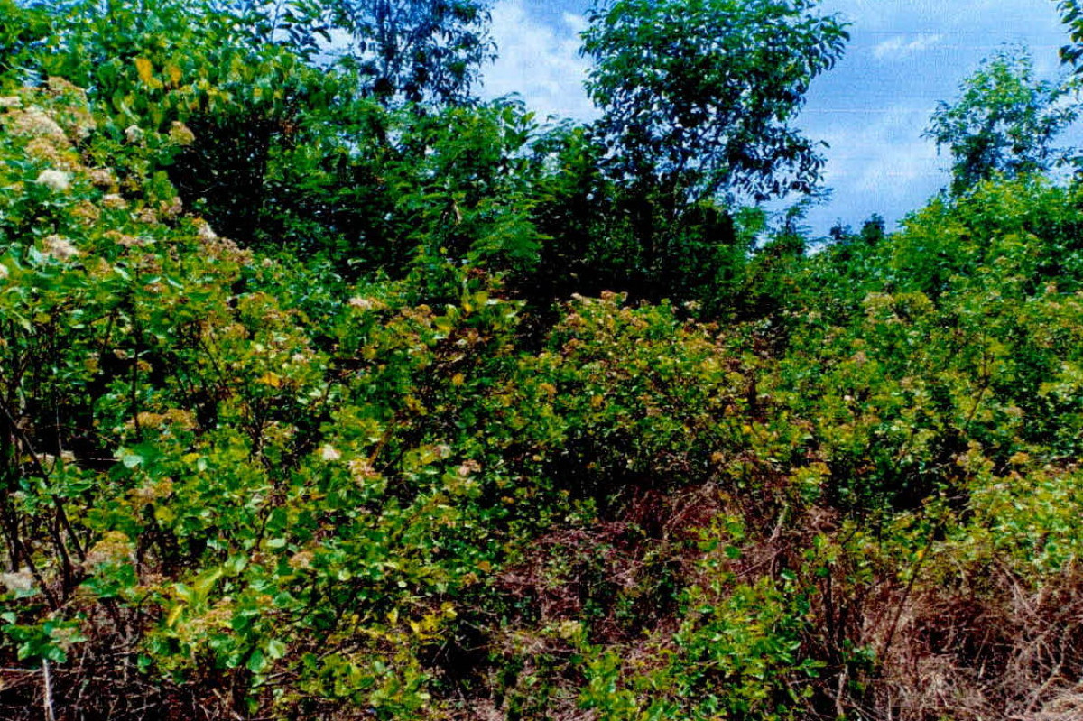 Residential land/lot Krabi Mueang Krabi Sai Thai 1845350