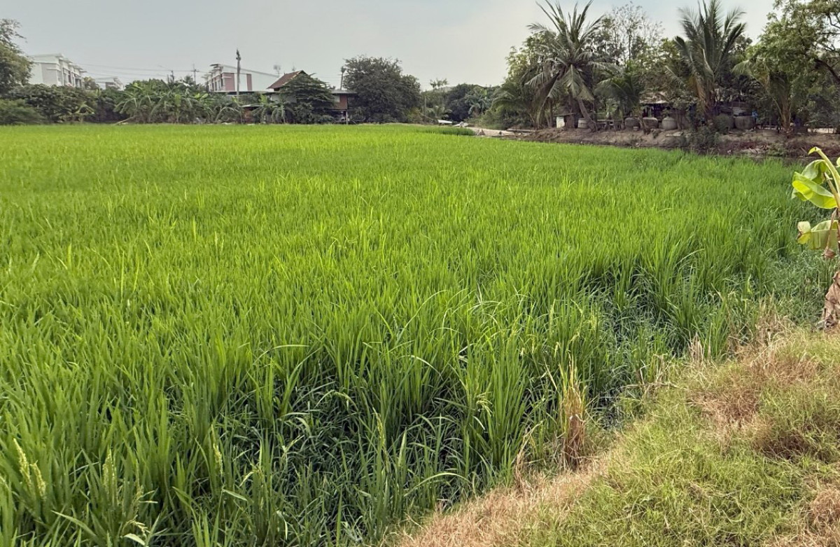 ที่ดินเปล่า นนทบุรี บางบัวทอง ลำโพ 3592000
