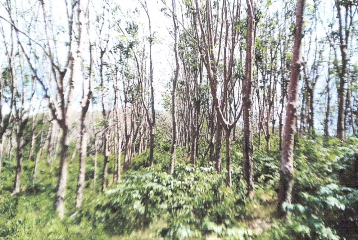 Residential land/lot Krabi Ko Lanta Sala Dan 201375