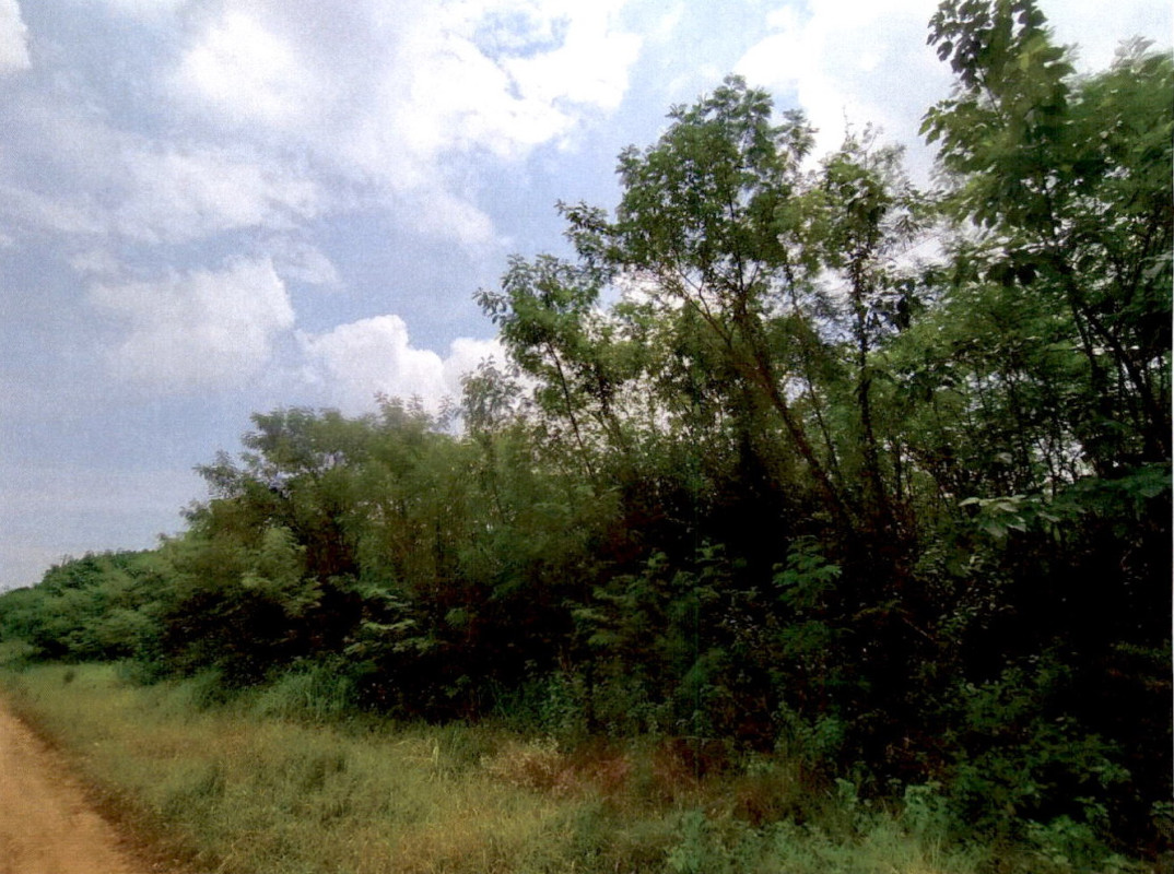 Residential land/lot Phetchabun Bueng Sam Phan Kan Chu 672001