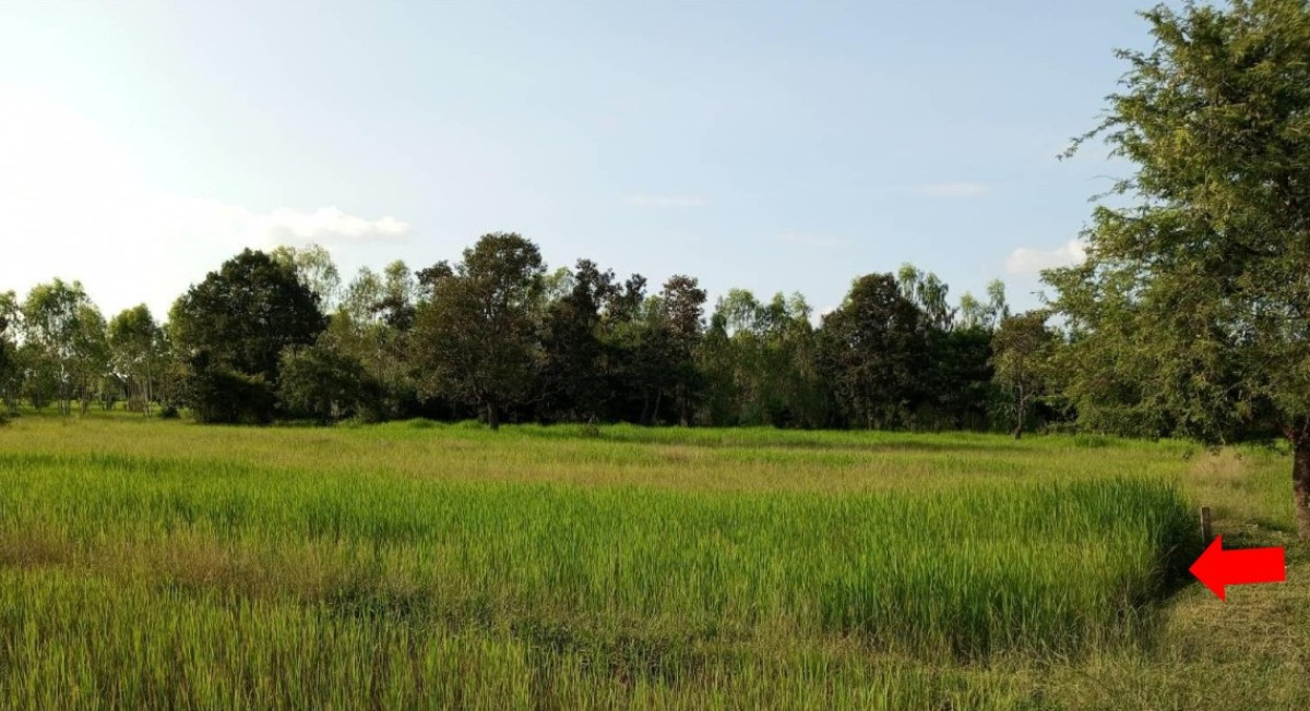 ที่ดินเปล่า อุบลราชธานี เหล่าเสือโก้ก โพนเมือง 62400